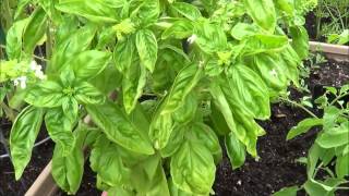 How to prune basil. Harvesting basil (thinning, pruning)