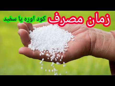 زمان مناسب مصرف کود کود اوره را چه زمان مصرف کنیم روش مصرف کود سفید یا یوریا بهترین زمان استفاده 