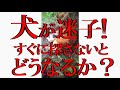 犬がいなくなった時に、すぐに探さないと どうなるか？※チャンネル登録お願いします。※Subscribe to the channel.