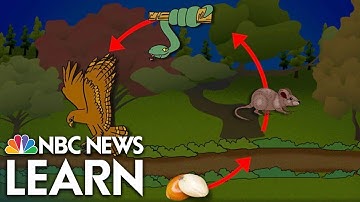 Organisms in Ecosystems