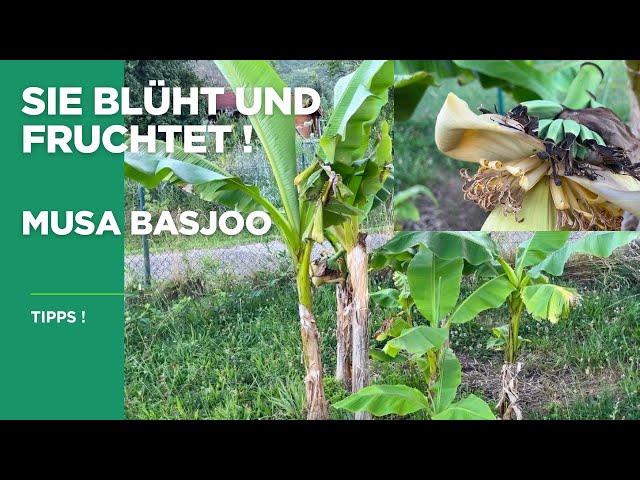bambus balkon befestigen Bambus Rollzaun Apus  Natrlicher Sichtschutz fr Garten & Terrasse   Bambusbasis