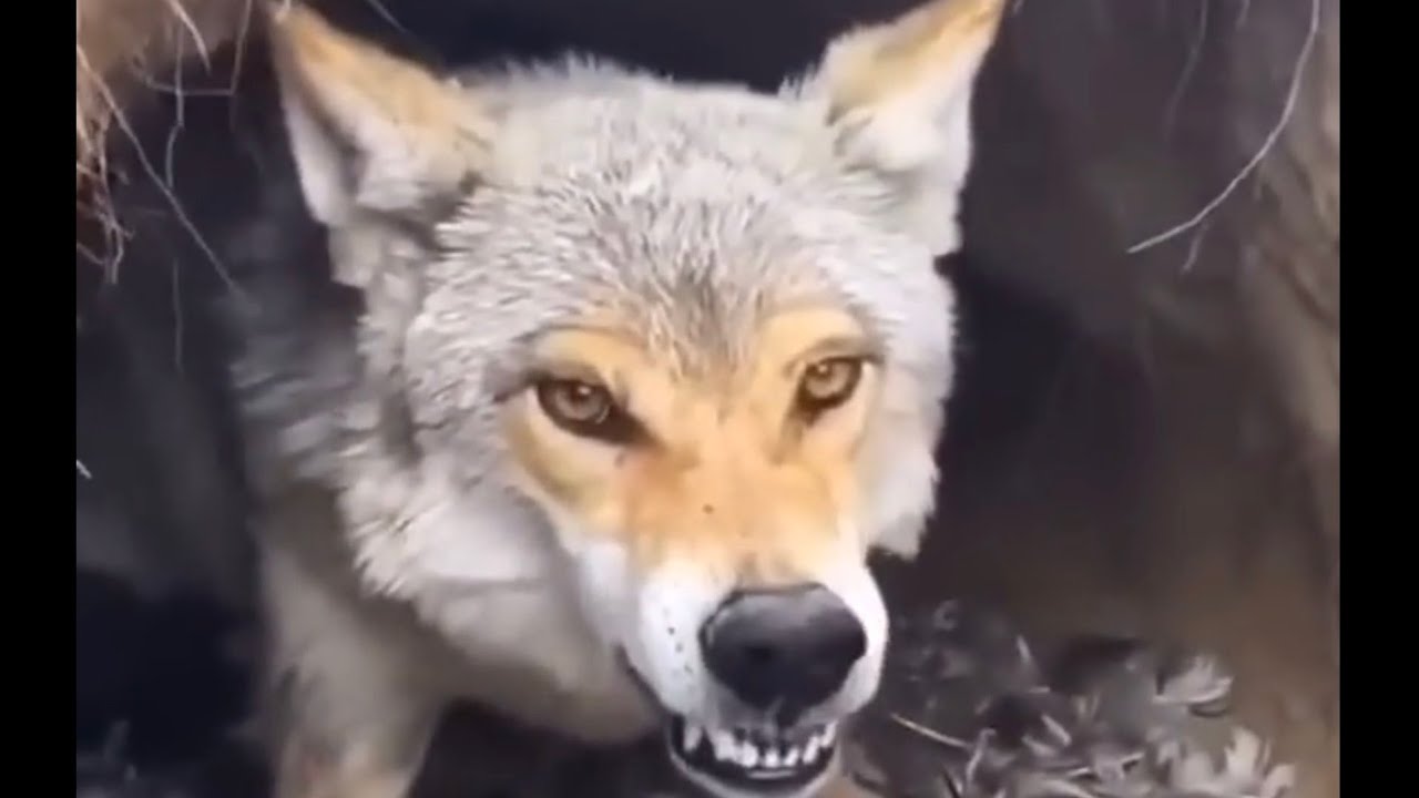 بوناصر العمر  من قصص الذيابة 🐺رجل وسط عاصفة رملية يتفاجأ بذيب أمامه وسط الشعيب ٢٦/٢/٤ م الكويت 🇰🇼 