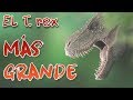 El T  rex más grande descubierto