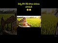 చిన్న దొర లేచి పొలం పనులు చూడండి#ai#funny#comedy#aishorts#viral#telugu