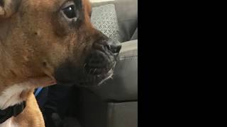 Sapphire, the World's Cutest Mini-Boxer, Needs A Home!