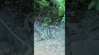 Mongoose|Neula|| #Mindfact #Mongoose #Neula #animals #virals #shortsvideo