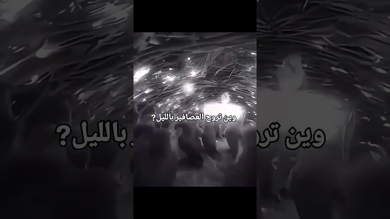 معلومه جديده 👍😂😂✨✨ #soso_world_هي_الأفضل 