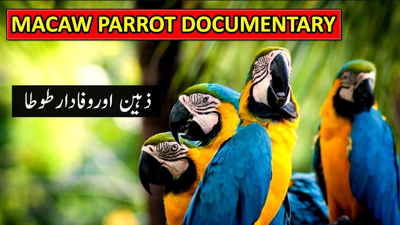 essay on parrot in urdu