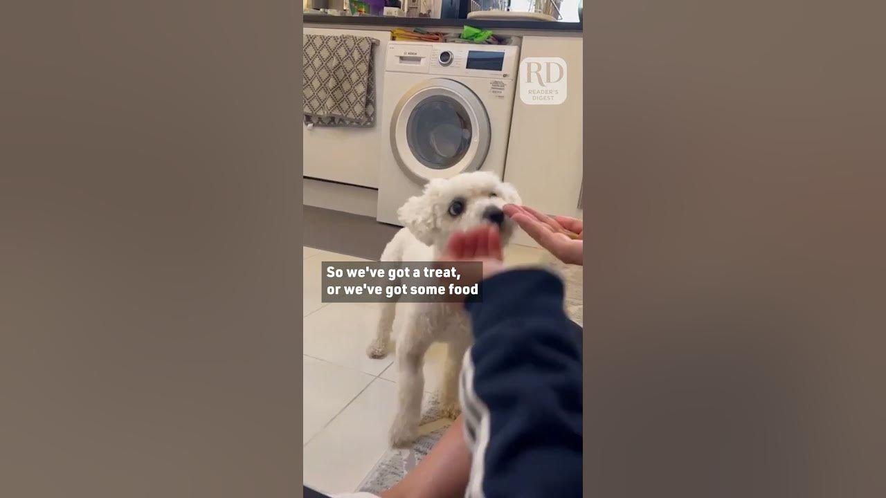 Adorable Dog Uses Buttons to Communicate With Owner YouTube