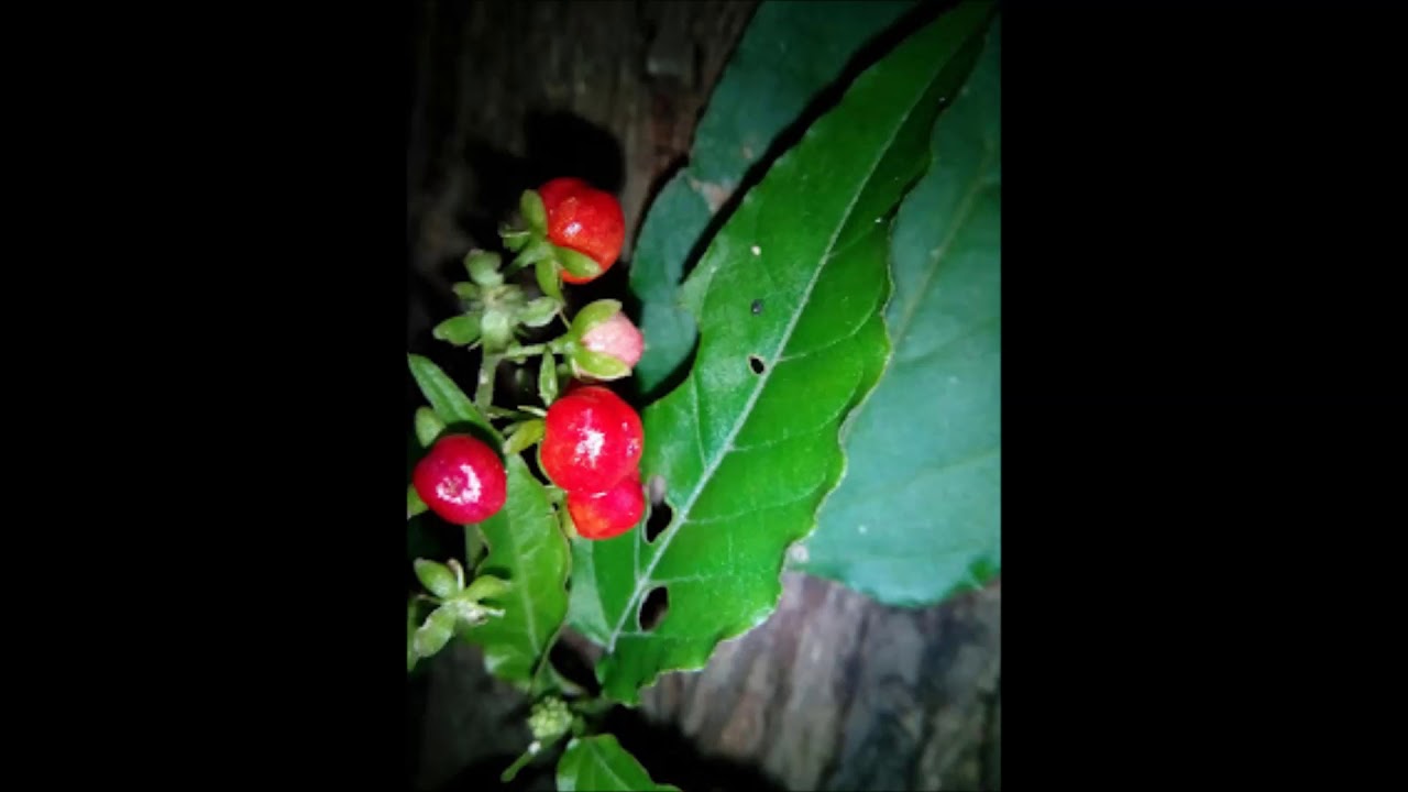 SKY VIEW WELL - South London HiFi