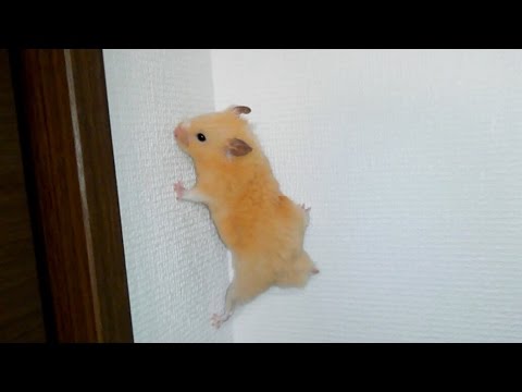 ハムスター可愛い 壁に張り付いた後落下 大丈夫 The Hamster Which Falls From A Wall Youtube ハムスター可愛い 壁に張り付いた後落下 大丈夫 The Hamster Which Falls From A Wall Youtube