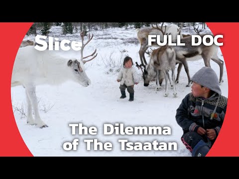 The Reindeer People of Northern Mongolia | SLICE | FULL DOCUMENTARY