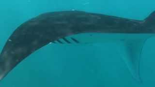 Bali Mantas Battle With Plastic