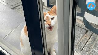 Vet Saves a Cat. The Cat Pays Her Back in the Sweetest Way