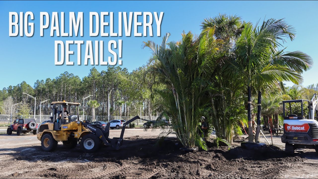 Florida Fancy Palm Varieties Available in Northeast Florida