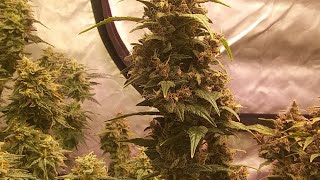 Okie Grow Show