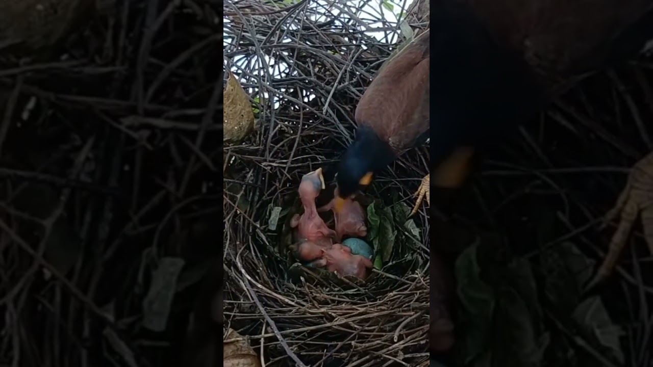 Common Myna Acridotheres tristis4