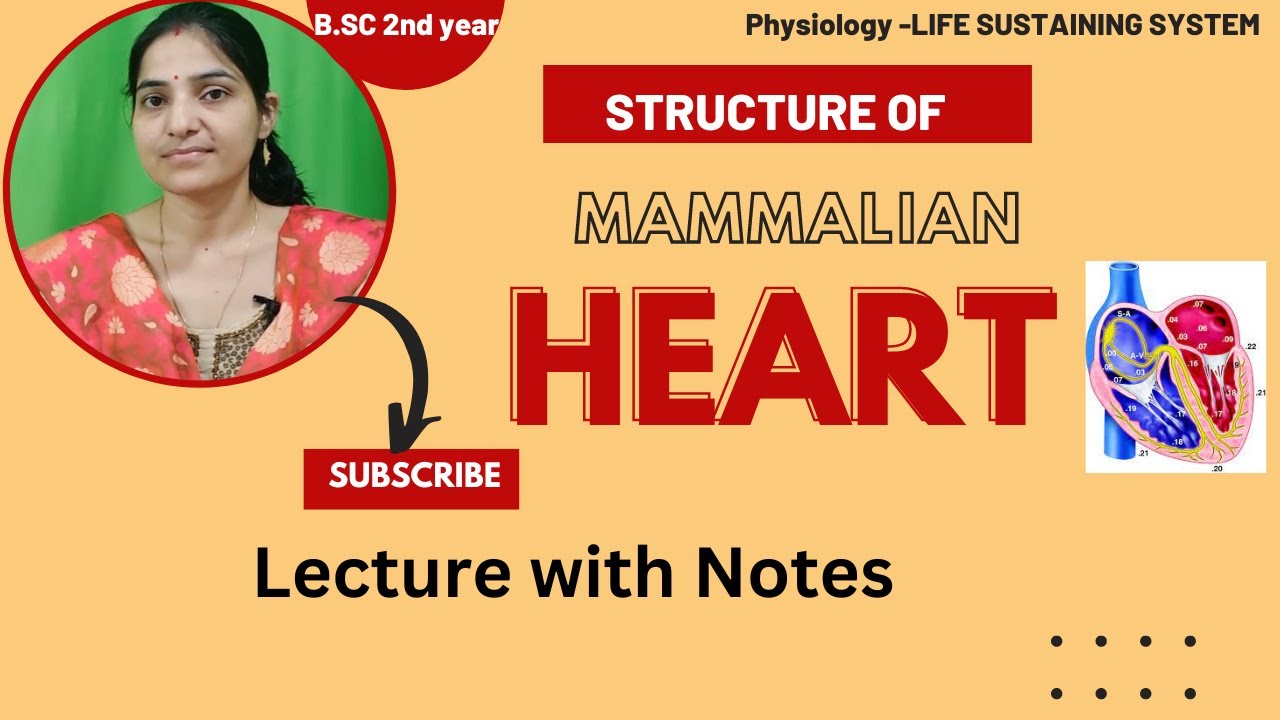 Structure of Mammalian Heart B.Sc 2nd year||Physiology of Heart ...