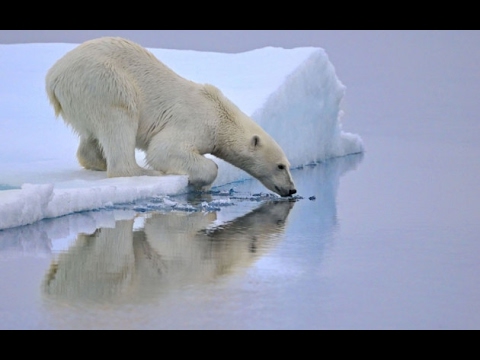 პოლარული დათვი - Белый медведь
