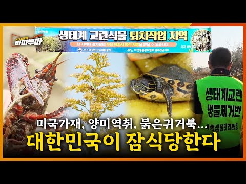 양미역취, 미국가재, 붉은귀거북 Let's go! 생태계 교란종으로부터 자연을 지켜내자 | 시사터치 따따부따 EP.78