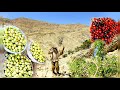 Nomadic Lifestyle Of Iran Bringing Wild Sour Apples In The Harsh Mountains Therapeutic Properties Nomadic Lifestyle Of Iran Bringing Wild Sour Apples In The Harsh Mountains Therapeutic Properties