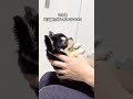 怒られワンコ【インスタ630万再生】 #犬のいる暮らし #チワワ #shorts