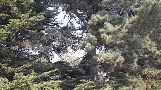 Pine cones popping
