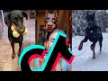 Most Dangerous Doberman TikTok Compilation | Dogs Of TikTok