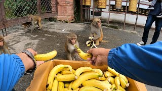 Monkey banana party || feeding banana to the hungry wild monkey || feeding monkey video