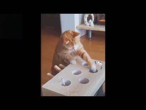 💗Cute And Funny