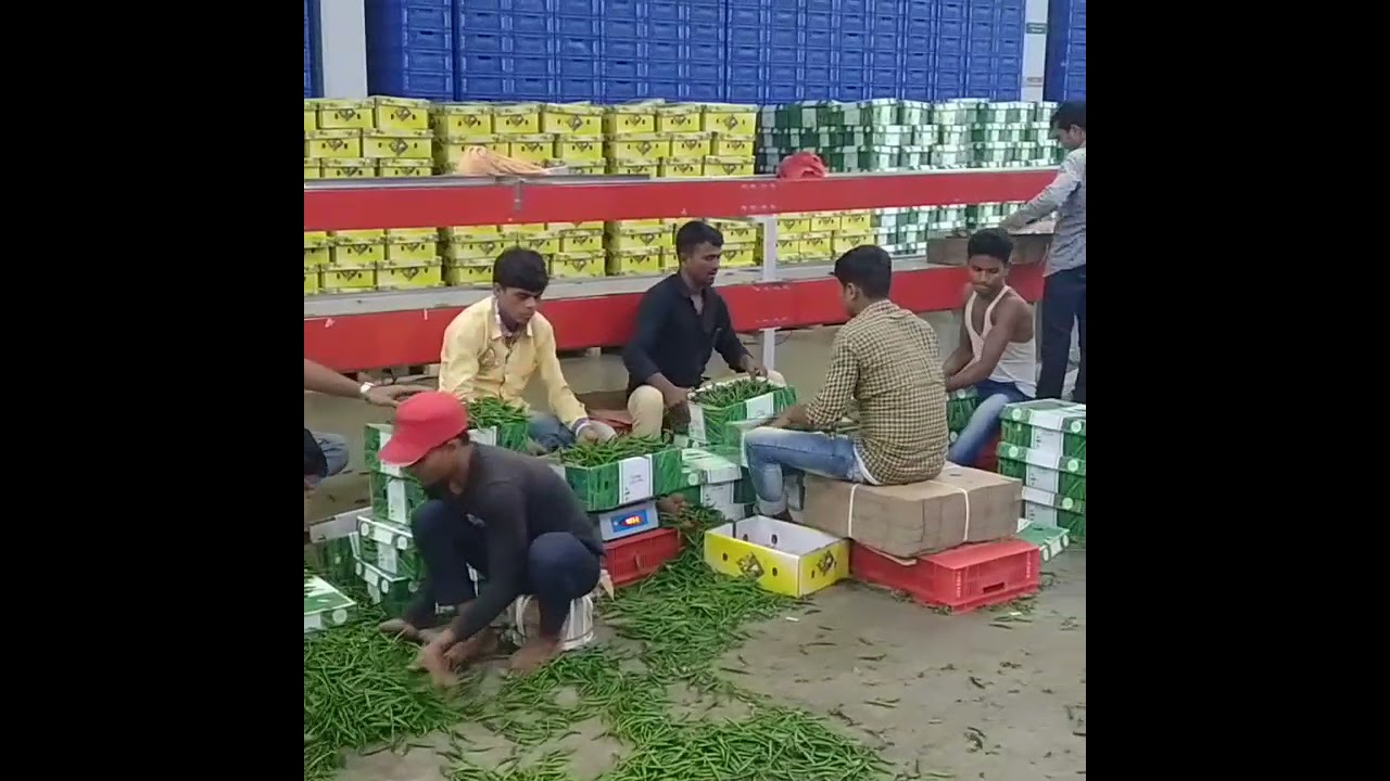 G4 Green chilli packaging for Dubai