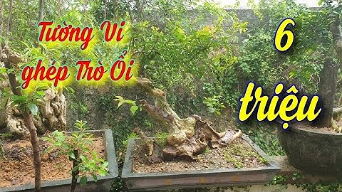 SH.4135. Cây Tường Vi ghép trên Trò Ổi giá 6 triệu vườn Dũng Cầu, Khánh Thượng Ba Vì Hà Nội.