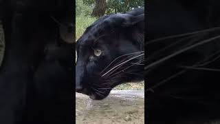 Thirsty Black Leopard