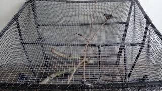 handmade bird large cage | budgies | cockatiel | magpie| (murai kampung) screenshot 1