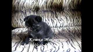 Макарена, кошка, скоттиш-фолд, чёрный черепаховый окрас. Макарена, кошка, скоттиш-фолд, чёрный черепаховый окрас.