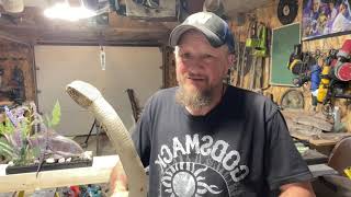 Rattle Snake walking stick