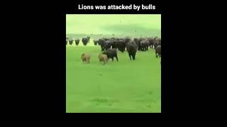 Lion Was Attacked By Buffaloes Animaltube - World Of Animals