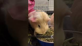 How Long Can My Guinea Pig Live?