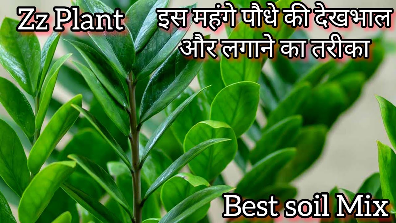 Zz प्लांट की ग्रोथ नही हो रही है तो ये काम करे पौधा खराब नही होगा / Zz