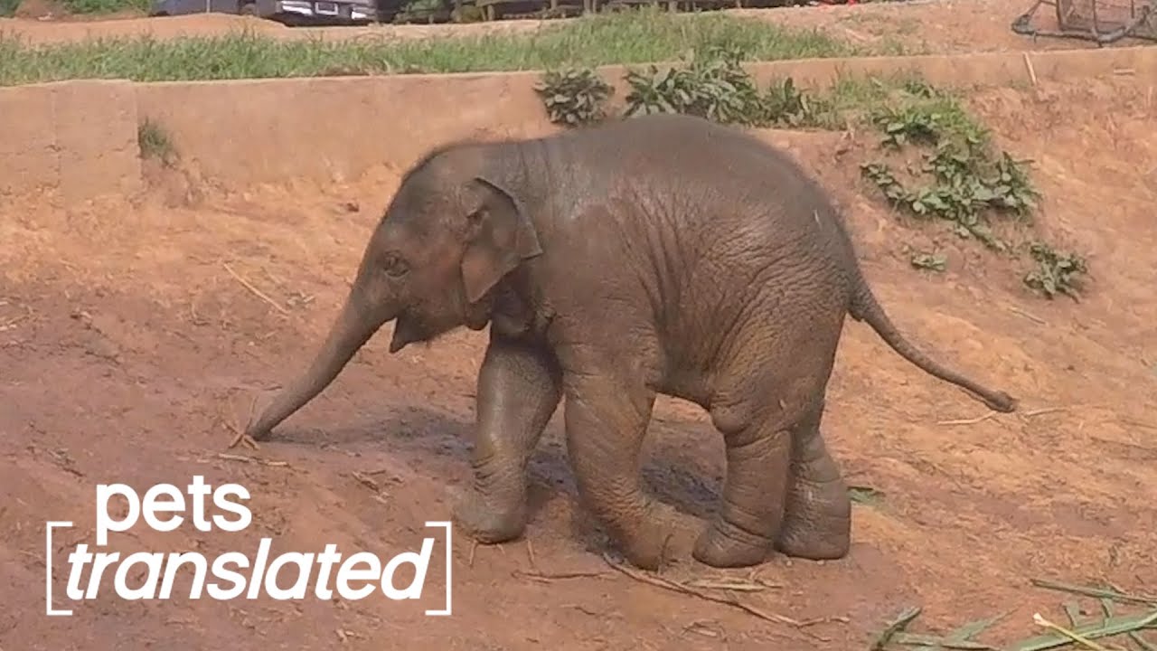 Mega Muddy Buddies | Pets Translated