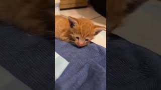 New Foster Kittens Pt. 5: Update on Fading Kittens