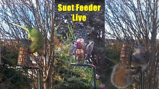 Suet Bird Feeder Live (29 Mar 2026) screenshot 1