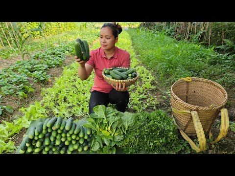 Harvest Coriander Salad Cucumber Goes to market sell   Build garden   L Th Ca