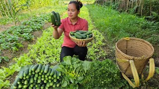 Harvest Coriander, Salad, Cucumber Goes to market sell  Build garden  Lý Thị Ca