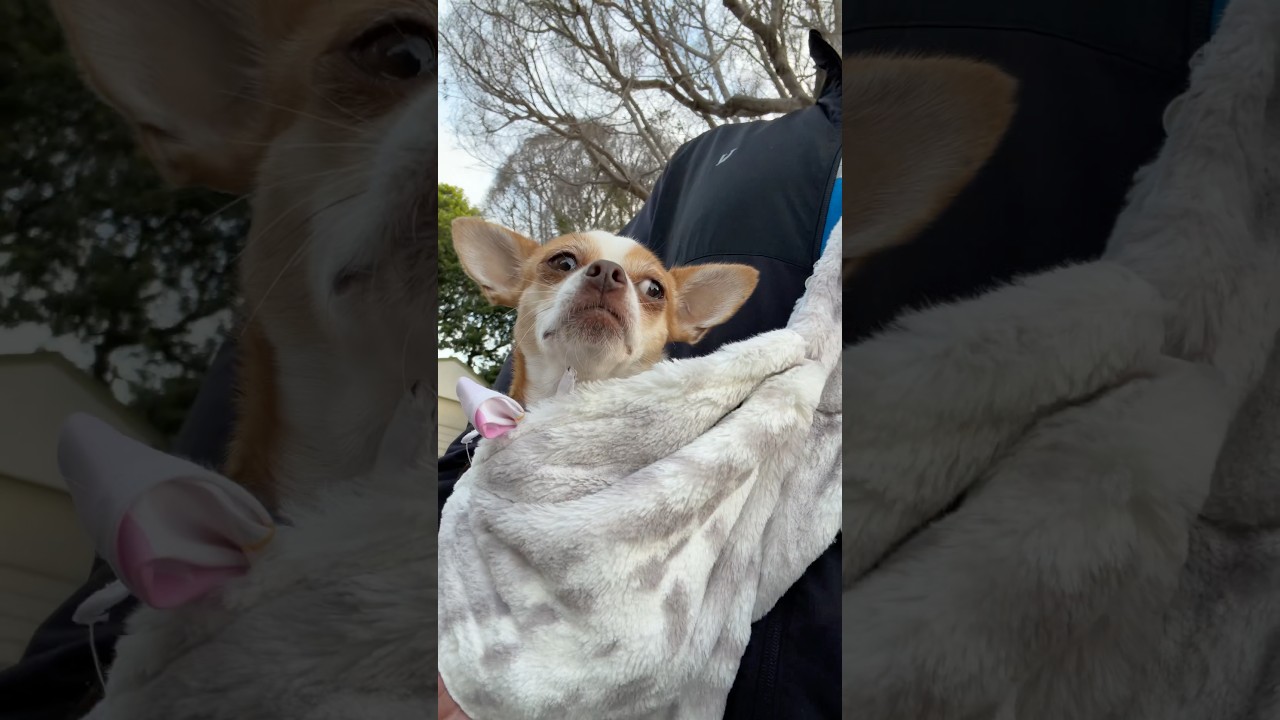 POV: Your Dog Turns a Walk Into a Chauffeur Service #movernation