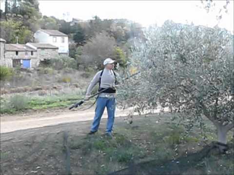 RÃ©colte d'olives Ã  huile avec l'aide du peigne Ã©lectrique au Domaine