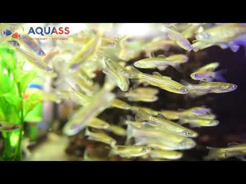 🐠Aquass - Данио леопардовый (Danio Leopard)