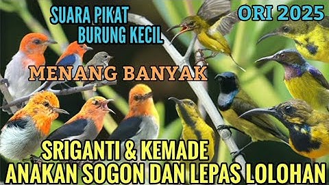 SUARA PIKAT BURUNG KECIL SOGOK ONTONG KOMBINASI KEMADE/CABE"AN MENANG BANYAK