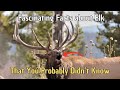 Fascinating Facts about Elk That You Probably Didn’t Know
