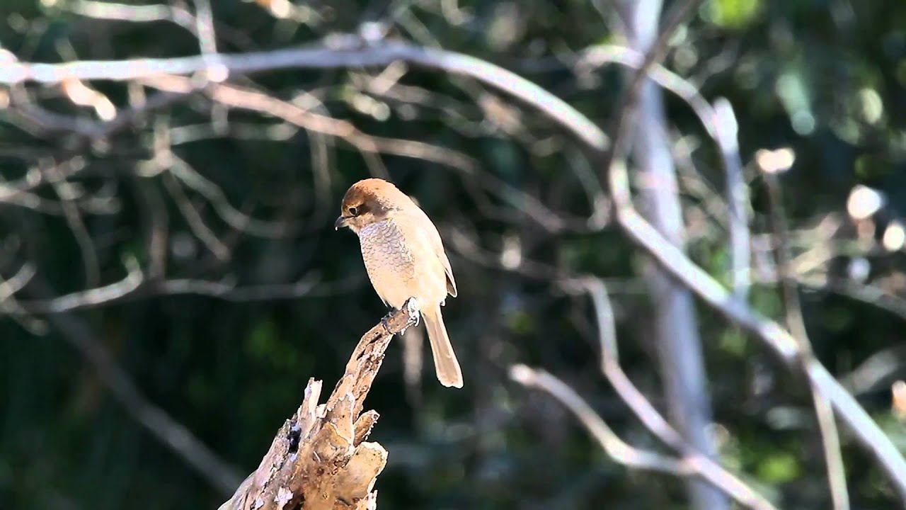 野鳥：モズ／枯れ木の上に(7D) 